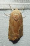 Noctua fimbriata