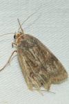 Noctua janthe/janthina