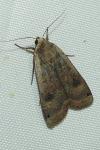 Noctua pronuba