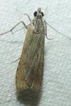 Nomophila noctuella
