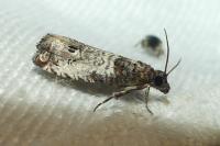 Notocelia incarnatana