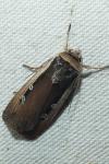 Ochropleura leucogaster