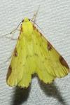 Opisthograptis luteolata