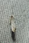 Paraswammerdamia albicapitella