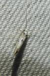Paraswammerdamia albicapitella