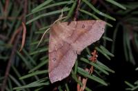 Crocallis dardoinaria