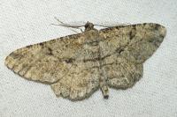 Peribatodes rhomboidaria