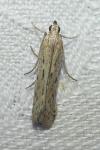Phycitodes