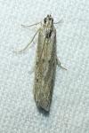 Phycitodes