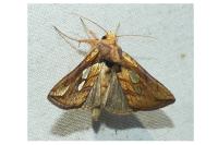 Plusia festucae