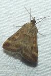 Pyrausta despicata