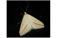 Rhodometra sacraria