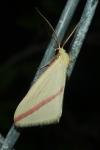 Rhodometra sacraria
