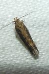 Scrobipalpa