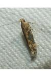 Scrobipalpa