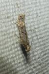 Scrobipalpa