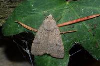 Xestia castanea