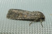 Spodoptera exigua