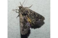 Thalpophila matura