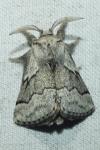 Trichiura crataegi