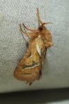 Triodia sylvina
