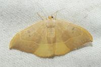 Watsonalla binaria