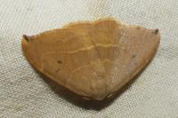 Watsonalla binaria