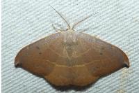 Watsonalla uncinula