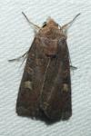 Xestia xanthographa