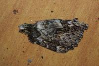 Catocala promissa