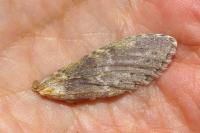 Stauropus fagi
