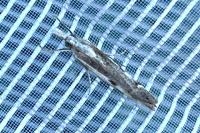Agriphila geniculea