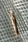 Agriphila geniculea