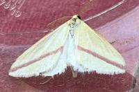 Rhodometra sacraria