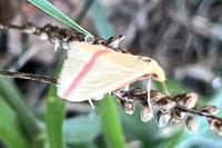 Rhodometra sacraria