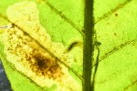 Cameraria ohridella