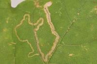 Stigmella aceris