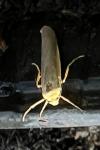 Manulea complana