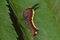 Acronicta psi