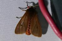 Phragmatobia fuliginosa