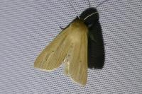 Mythimna pallens