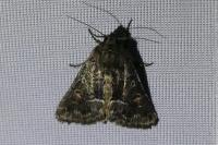 Thalpophila matura