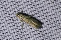 Phycitodes
