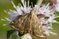 Loxostege sticticalis