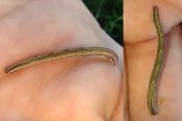 Lythria purpuraria