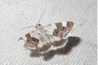 Acontia lucida