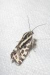 Emmelia trabealis