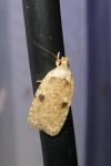 Agonopterix propinquella