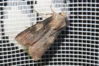 Agrotis puta