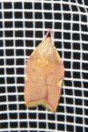 Carcina quercana